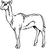 Vector clipart: tragocerus