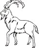 Vector clipart: wild goat
