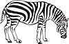 Vector clipart: zebra