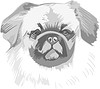 Vector clipart: pug-dog
