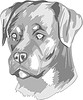 Vector clipart: rottweiler