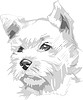 Vector clipart: terrier