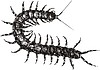 Vector clipart: centipede