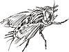 Vector clipart: fly