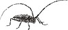 Vector clipart: longhorn beetle