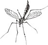 Векторный клипарт: комар