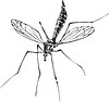 Vector clipart: gnat