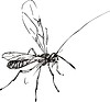 Vector clipart: mosquito