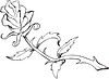 Vector clipart: rose