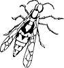 Vector clipart: wasp