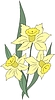 Vector clipart: narcissuses