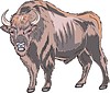 Vector clipart: European bison