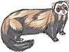 polecat