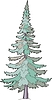 Vector clipart: abies