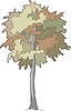 Vector clipart: beech