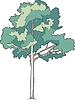 Vector clipart: hornbeam