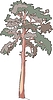 Vector clipart: pine-tree
