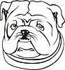 Vector clipart: bulldog