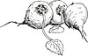 Vector clipart: beetroots