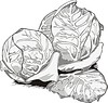 Vector clipart: cabbage