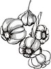 Vector clipart: garlic