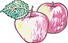 Vector clipart: apples