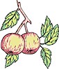 Vector clipart: apples