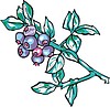 Vector clipart: bilberries