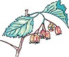 Vector clipart: hawthorn