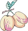 Vector clipart: peaches