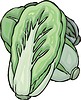 Vector clipart: chinese cabbage