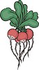 Vector clipart: radishes