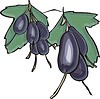 Vector clipart: fragrant gooseberry