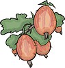 Vector clipart: gooseberries