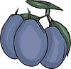 Vector clipart: plums