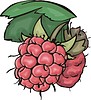 Vector clipart: raspberries