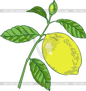 Lemon - vector clip art