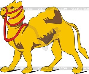 Camel - vector image