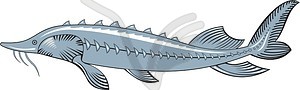 Sturgeon - vector image