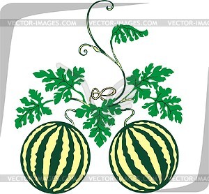 Watermelon - vector clipart