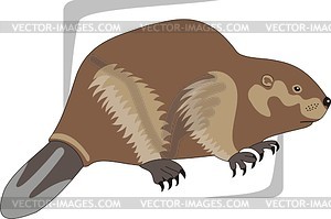 Beaver - vector image