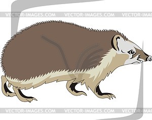 Hedgehog - vector clip art