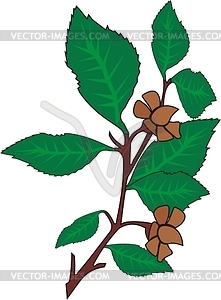 Leaves - vector clipart