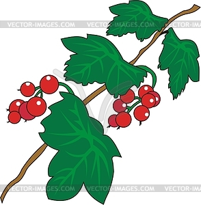 Red currant - vector clipart