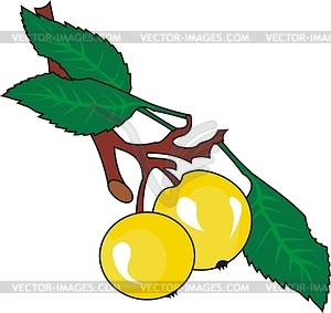 Leaves - vector clipart