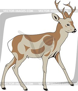 Roe deer - vector clipart