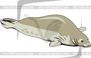 Тюлень - векторный эскиз