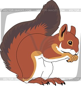 Squirrel - vector image