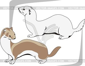 Weasels - vector clip art