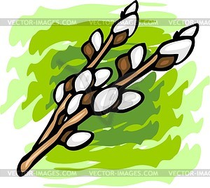 Pussy willow - vector clipart